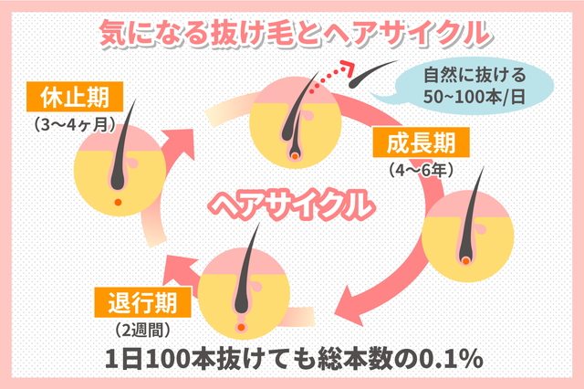 気になる抜け毛とヘアサイクル